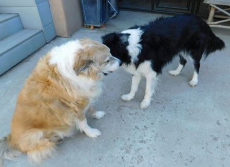 zak and shep
